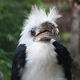 Majestueux gardien de la savane ( calao à longue crête )gel ) sur Jose Lok