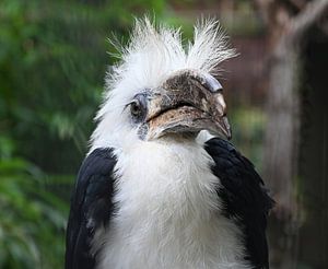 Majestueuze Wachter van de Savanne ( langkuifneushoornvogel )gel )