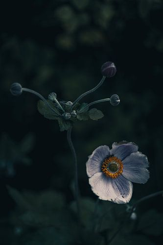 Une fleur solitaire dans la lumière du matin dans notre cour