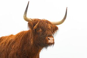 Porträt eines schottischen Hochlandrindes