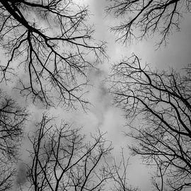 Forest van Elvira Baens