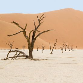 Deadvlei Namibia by Katrin Engl
