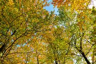 Forêt d'automne vue de haut par Sjoerd van der Wal Photographie Aperçu