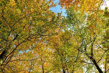 Herfst bos met de blik naar boven van Sjoerd van der Wal
