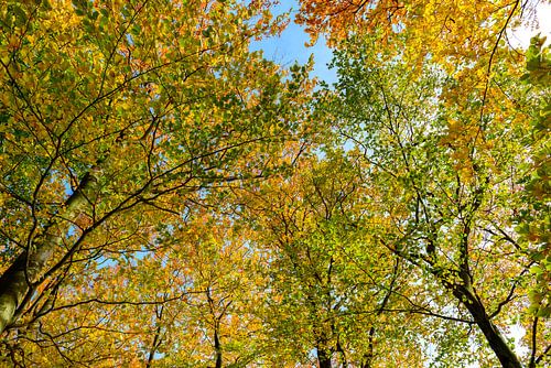 Forêt d'automne vue de haut