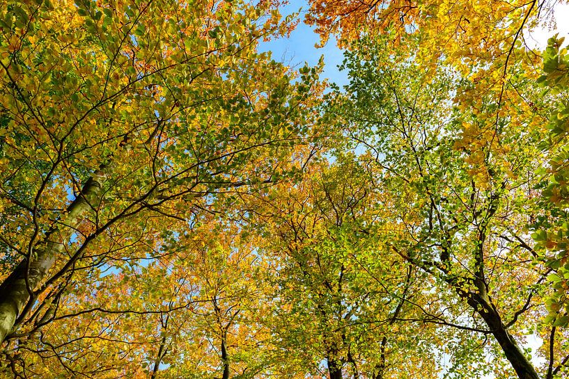 Forêt d'automne vue de haut par Sjoerd van der Wal Photographie