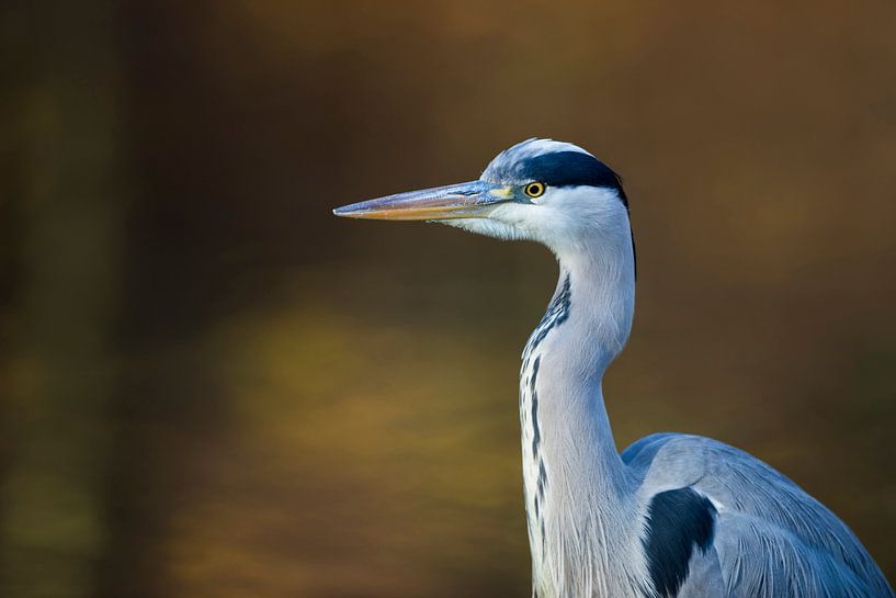 Gray Heron ( Ardea cinerea ), close-up, portrait, head shot by wunderbare Erde