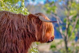 Schotse Hoogland Runderen