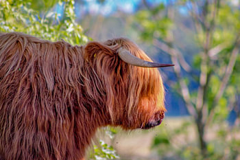 Scottish Highland Cattle