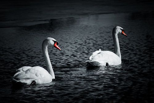 white swans