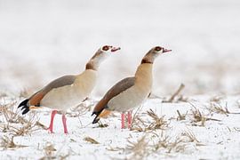 Egyptian Geese (Alopochen aegyptiacus), pair, couple in winter, aggressive behaviour, defending thei by wunderbare Erde