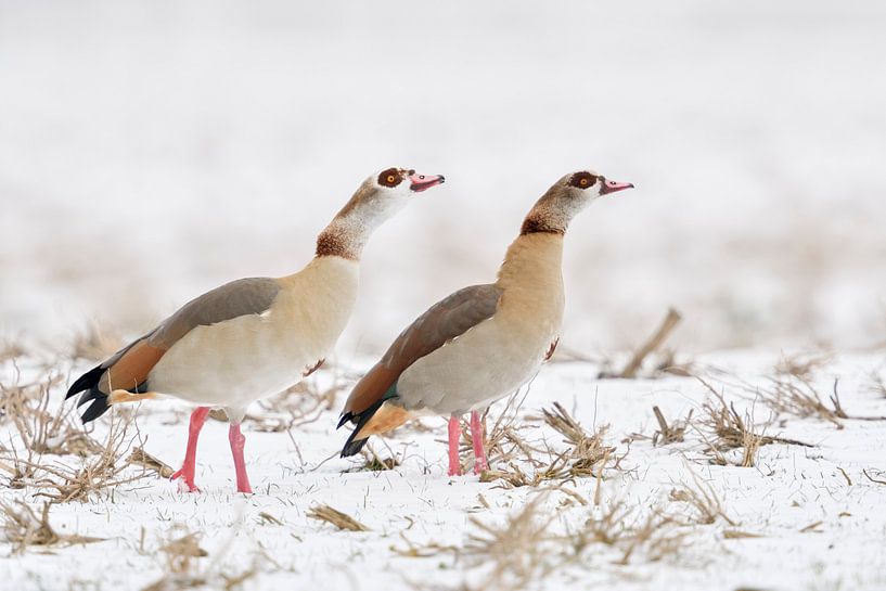 Nilgaense ( Alopochen aegyptiacus ), couples en hiver, comportement territorial agressif, faune sauv par wunderbare Erde