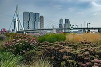 Erasmus bridge in summer