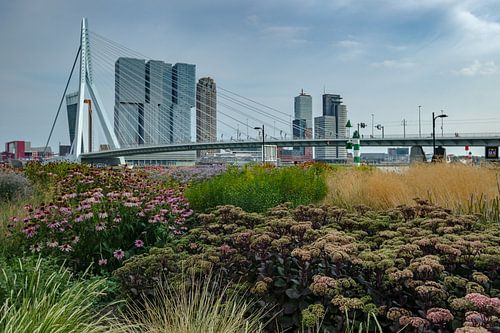 Erasmusbrug in de zomer