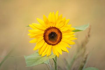 Zonnebloem van Lennart ter Harmsel