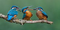IJsvogel - Moeder ijsvogel is haar jongen even beu