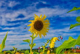 Sonnenblume mit Biene vor strahlend blauem Himmel von artpictures.de