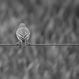 Sur un fil en noir et blanc sur Tesstbeeld Fotografie