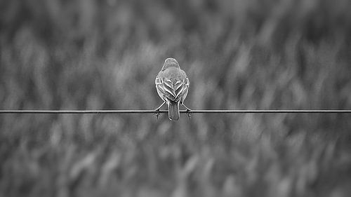 On a wire in black and white by Tesstbeeld Fotografie