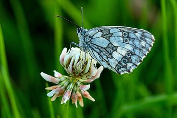 Bläulicher Schmetterling auf Blüte van Flatfield