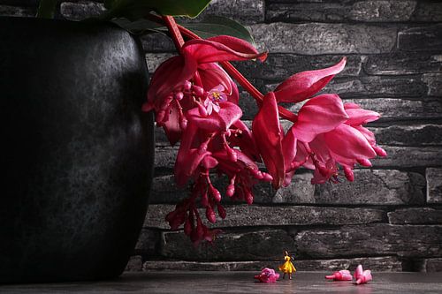 Medinilla
