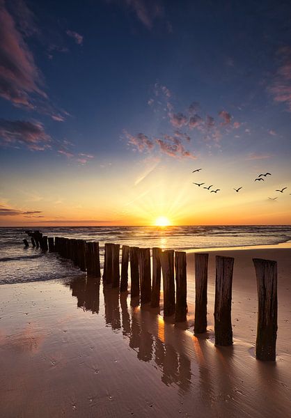 vogels bij de kerf van peterheinspictures