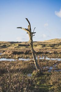 Texel III