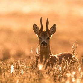 Goldene Stunde von Anna Stelloo