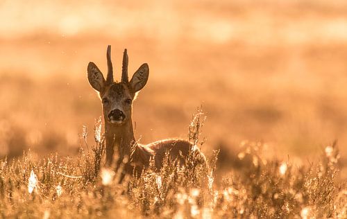 Gouden uurtje van Anna Stelloo