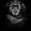 Mike (chimpansee) van Anja Wessels Fotografie