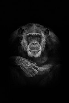 Mike (chimpansee) van Anja Wessels Fotografie