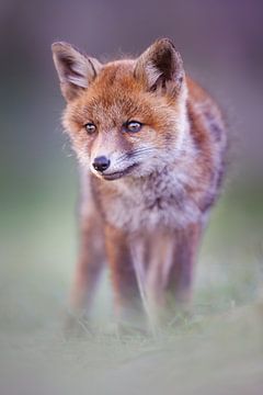 Young red fox by Pim Leijen