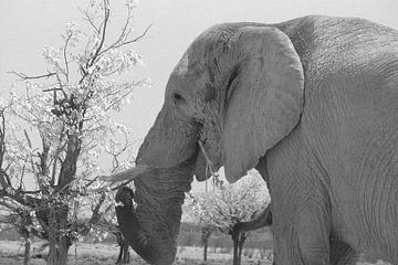 Éléphant souriant | Etosha sur Inge Hogenbijl