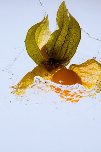 Les physalis tombent dans l'eau 3