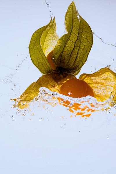 Physalis fallen in Wasser 3 von Marc Heiligenstein
