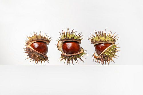 Chestnuts by Elles Rijsdijk