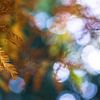 Feuilles d'automne colorées avec bokeh | Photographie de nature sur Nanda Bussers