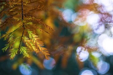 Kleurrijke herfstbladeren met bokeh | Natuurfotografie van Nanda Bussers