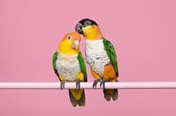Caique Liebesvögel von Elles Rijsdijk Miniaturansicht