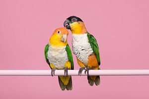 Caique Liebesvögel
