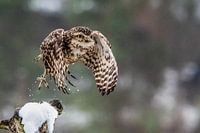 Peppie in de sneeuw