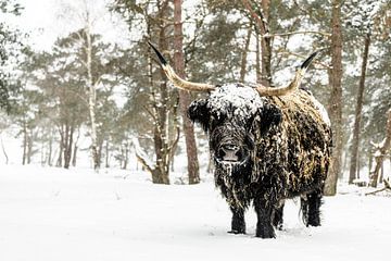Zwarte Schotse Hooglander rund in de sneeuw tijdens de winter van Sjoerd van der Wal