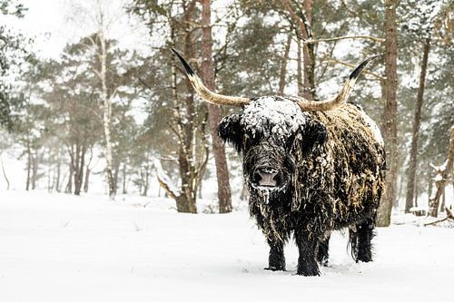 Zwarte Schotse Hooglander rund in de sneeuw tijdens de winter