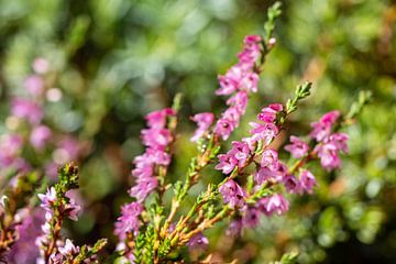 mooie kleur van de bloeiende heide in de zon van chamois huntress