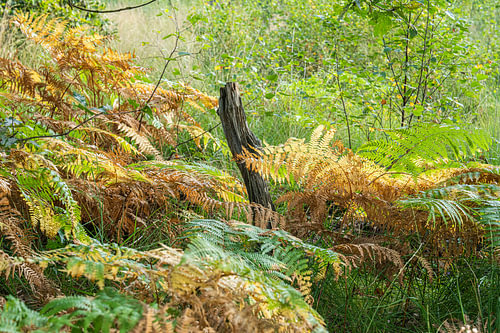 Kalmhoutse Heide
