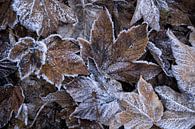 Esdoornbladeren met ijskristallen - Wintermagie van Rolf Schnepp thumbnail