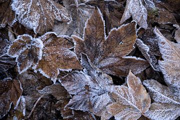 Esdoornbladeren met ijskristallen - Wintermagie van Rolf Schnepp