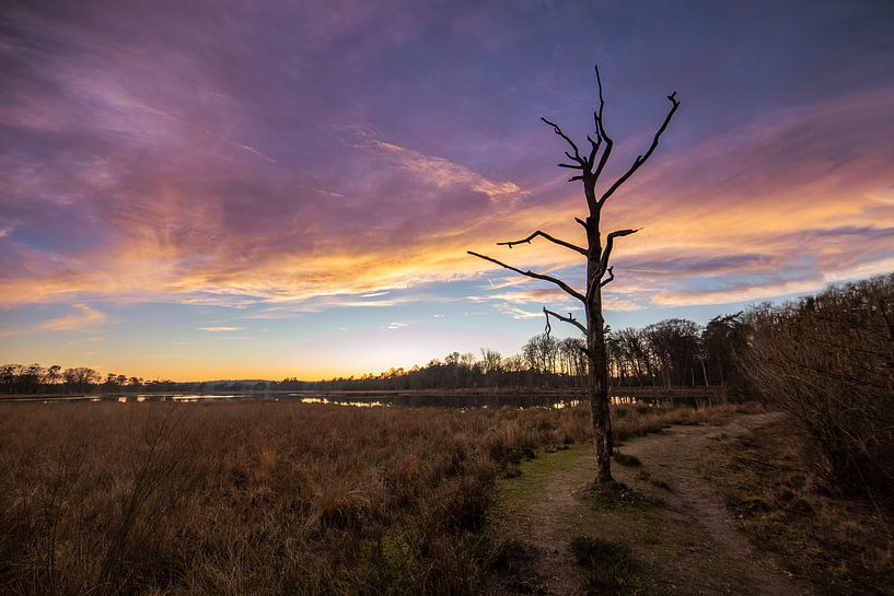 Der tote Baum von Leersumse Veld von Peter Haastrecht, van