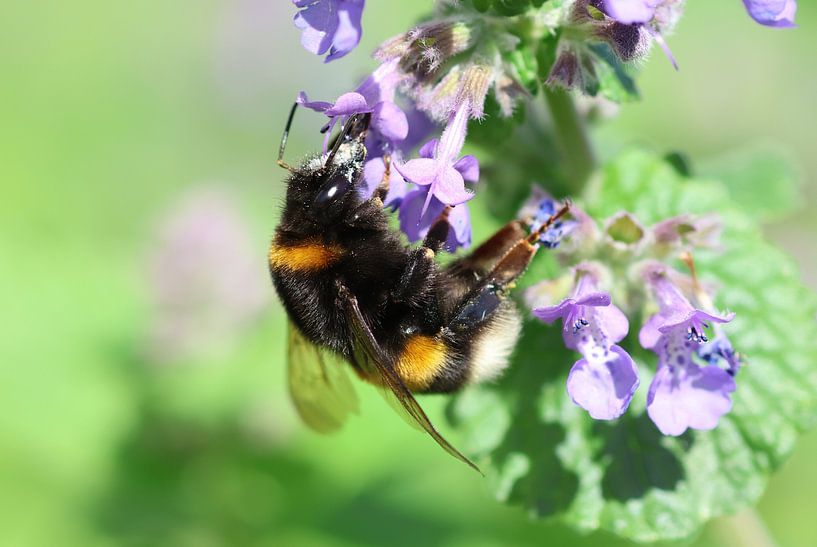 Hommel onder het stuifmeel van Daniëlle Eibrink Jansen