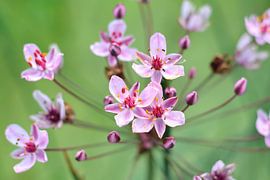 De schoonheid van de Zwanenbloem van Michel Geluk
